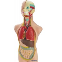 Set educativ Anatomia Umana 50 cm