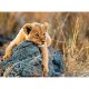Puzzle micul leu 200 piese