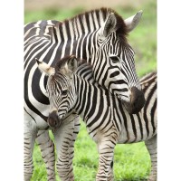 Puzzle zebre 300 piese Ravensburger