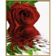 Kit pictura pe numere Schipper - Trandafirul rosu