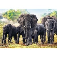 Puzzle Trefl 1000 piese - Elefanti africani
