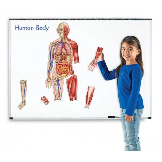 Corpul uman - Set magnetic educativ