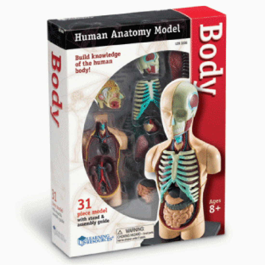 Human pieces. Набор Learning resources Human Anatomy model Brain. Анатомический набор для детей. Анатомический конструктор для детей. Анатомическая модель человека для детей.