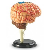 Creierul uman - Macheta educativa