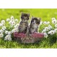PUZZLE PISICUTE IN COSULET, 1000 PIESE