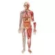 Corpul uman - Set magnetic educativ Corpul uman - Set magnetic educativ