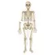 Corpul uman - Set magnetic educativ Corpul uman - Set magnetic educativ