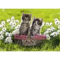 PUZZLE PISICUTE IN COSULET, 1000 PIESE