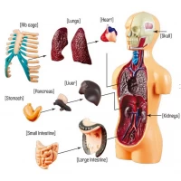 Set educativ model anatomic corpul uman