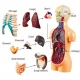 Set educativ model anatomic corpul uman Set educativ model anatomic corpul uman