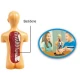 Set educativ model anatomic corpul uman Set educativ model anatomic corpul uman