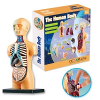 Set educativ model anatomic corpul uman