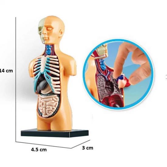 Set educativ model anatomic corpul uman Set educativ model anatomic corpul uman