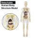 Set educativ model anatomic corpul uman 3D transparent 