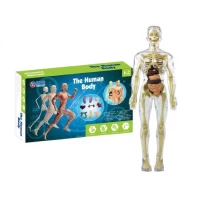 Set educativ model anatomic corpul uman 3D transparent 
