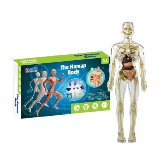 Set educativ model anatomic corpul uman 3D transparent 
