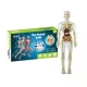 Set educativ model anatomic corpul uman 3D transparent 