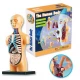 Set educativ model anatomic corpul uman Set educativ model anatomic corpul uman