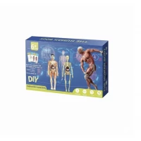 Set educativ model anatomic corpul uman 3D