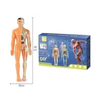 Set educativ model anatomic corpul uman 3D