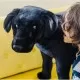 Catel Labrador Negru gigant din plus Melissa & Doug Catel Labrador Negru gigant din plus Melissa & Doug