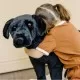 Catel Labrador Negru gigant din plus Melissa & Doug Catel Labrador Negru gigant din plus Melissa & Doug