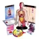 Kit educational mulaj Corpul uman si sistemul digestiv Kit educational mulaj Corpul uman si sistemul digestiv