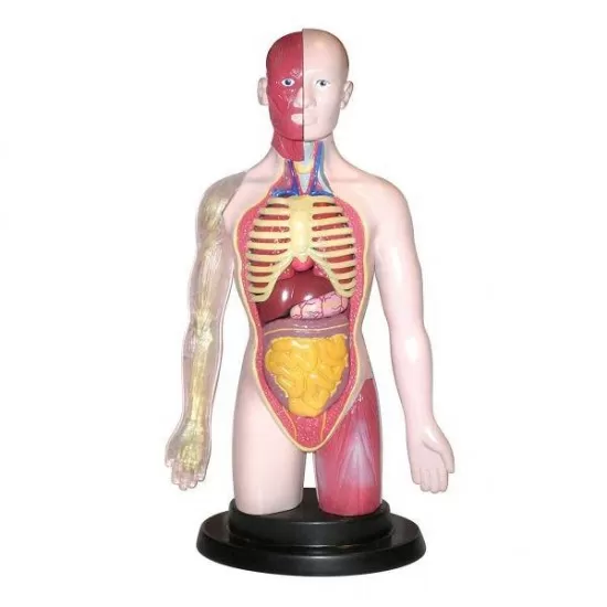 Kit educational mulaj Corpul uman si sistemul digestiv Kit educational mulaj Corpul uman si sistemul digestiv