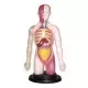 Kit educational mulaj Corpul uman si sistemul digestiv Kit educational mulaj Corpul uman si sistemul digestiv