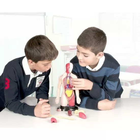 Kit educational mulaj Corpul uman si sistemul digestiv Kit educational mulaj Corpul uman si sistemul digestiv
