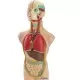 Set educativ Anatomia Umana 50 cm
