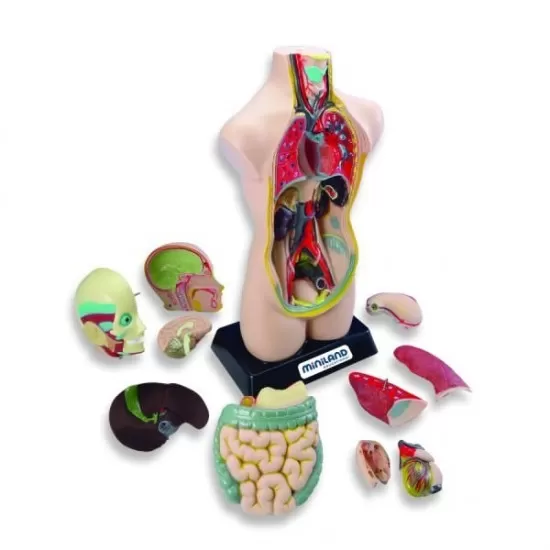 Set educativ Anatomia Umana 50 cm
