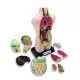 Set educativ Anatomia Umana 50 cm