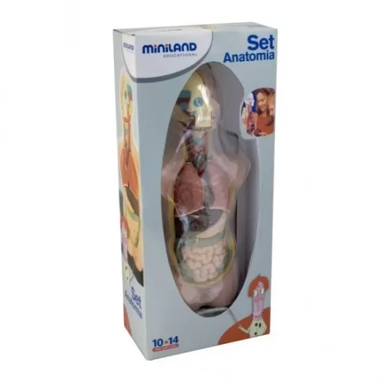 Set educativ Anatomia Umana 50 cm