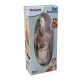 Set educativ Anatomia Umana 50 cm