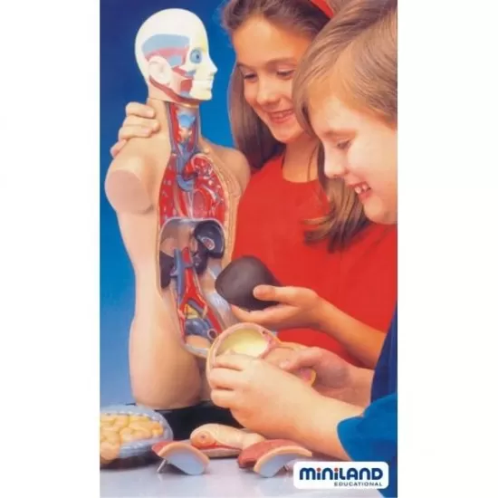 Set educativ Anatomia Umana 50 cm