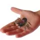 Set 12 figurine Insecte Miniland Set 12 figurine Insecte Miniland