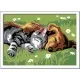 Pictura pe numere Ravensburger - Catelus si pisicuta Pictura pe numere Ravensburger - Catelus si pisicuta