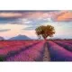 Puzzle 1000 piese Ravensburger - Camp de lavanda Puzzle 1000 piese Ravensburger - Camp de lavanda