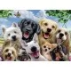 Puzzle Cateii incantati - 300 piese Puzzle Cateii incantati - 300 piese