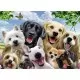 Puzzle Cateii incantati - 300 piese Puzzle Cateii incantati - 300 piese