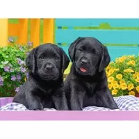 Puzzle Catelusi 300 piese Ravensburger