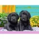 Puzzle Catelusi 300 piese Ravensburger Puzzle Catelusi 300 piese Ravensburger