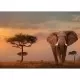 Puzzle elefant in Masai Mara 1000 piese Puzzle elefant in Masai Mara 1000 piese