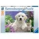 Puzzle catelus Golden Retriever 500 piese Puzzle catelus Golden Retriever 500 piese