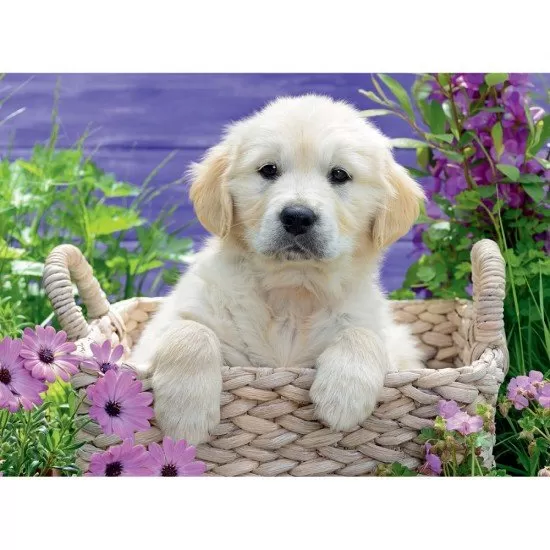 Puzzle catelus Golden Retriever 500 piese Puzzle catelus Golden Retriever 500 piese