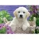 Puzzle catelus Golden Retriever 500 piese Puzzle catelus Golden Retriever 500 piese