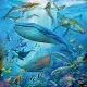 Puzzle lumea subacvatica 3x49 piese Ravensburger Puzzle lumea subacvatica 3x49 piese Ravensburger
