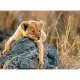 Puzzle micul leu 200 piese