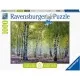 Puzzle padurea de mesteacan 1000 piese Puzzle padurea de mesteacan 1000 piese